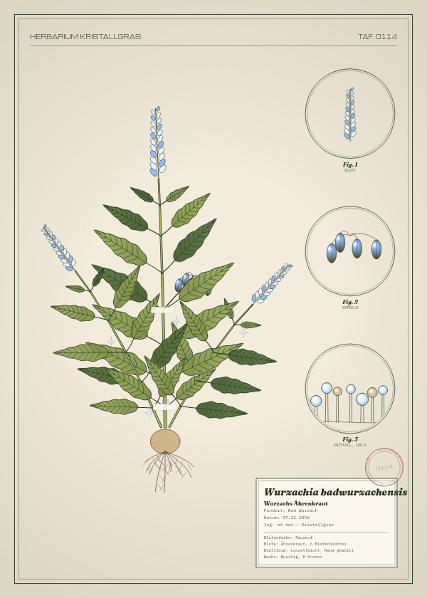 Botanische Tafel: Wurzachia badwurzachensis, eine erfundene Pflanze aus Bad Wurzach, gezeichnet wie in einem alten Pflanzenatlas