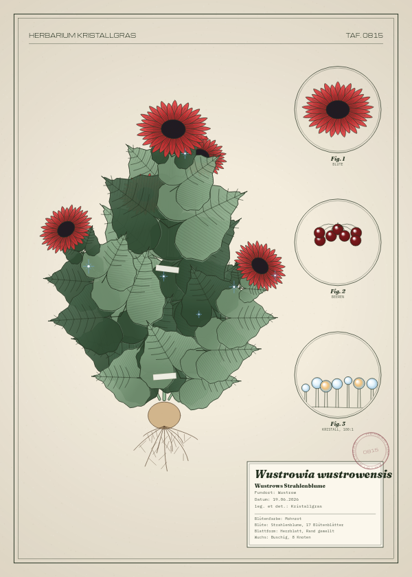 Botanische Tafel: Wustrowia wustrowensis, eine erfundene Pflanze aus Wustrow, gezeichnet wie in einem alten Pflanzenatlas