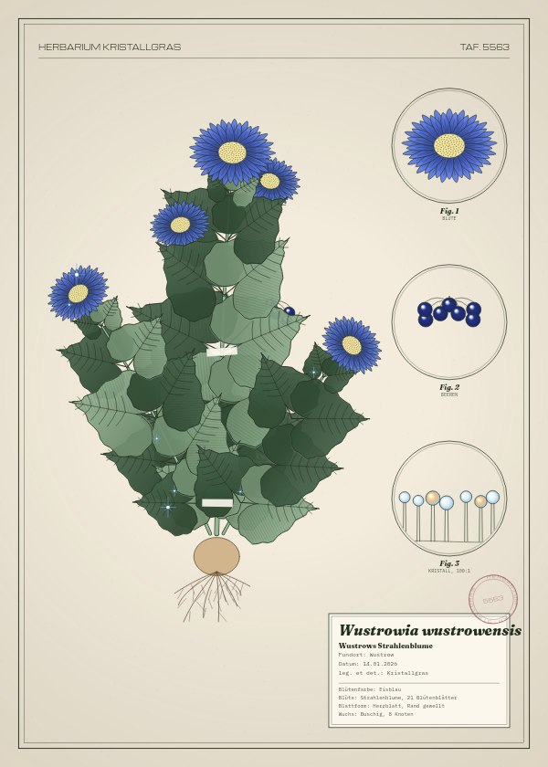 Botanische Tafel: Wustrowia wustrowensis, eine erfundene Pflanze aus Wustrow, gezeichnet wie in einem alten Pflanzenatlas
