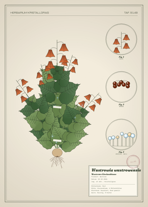 Botanische Tafel: Wustrowia wustrowensis, eine erfundene Pflanze aus Wustrow, gezeichnet wie in einem alten Pflanzenatlas