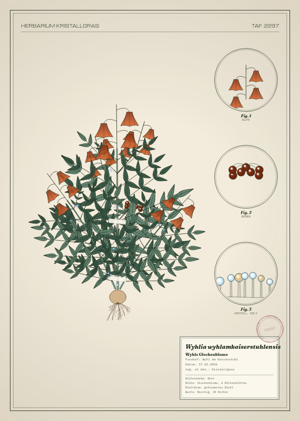 Botanische Tafel: Wyhlia wyhlamkaiserstuhlensis, eine erfundene Pflanze aus Wyhl am Kaiserstuhl, gezeichnet wie in einem alten Pflanzenatlas