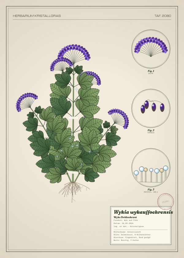 Botanische Tafel: Wykia wykauffoehrensis, eine erfundene Pflanze aus Wyk auf Föhr, gezeichnet wie in einem alten Pflanzenatlas