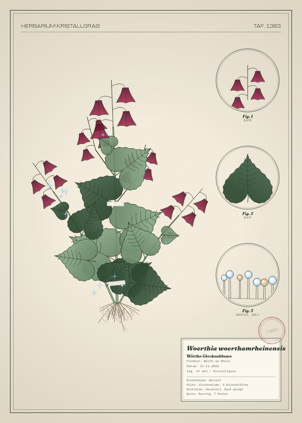 Botanische Tafel: Woerthia woerthamrheinensis, eine erfundene Pflanze aus Wörth am Rhein, gezeichnet wie in einem alten Pflanzenatlas