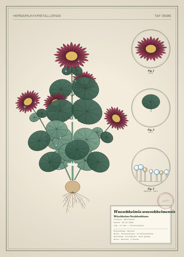 Botanische Tafel: Wueschheimia wueschheimensis, eine erfundene Pflanze aus Wüschheim, gezeichnet wie in einem alten Pflanzenatlas