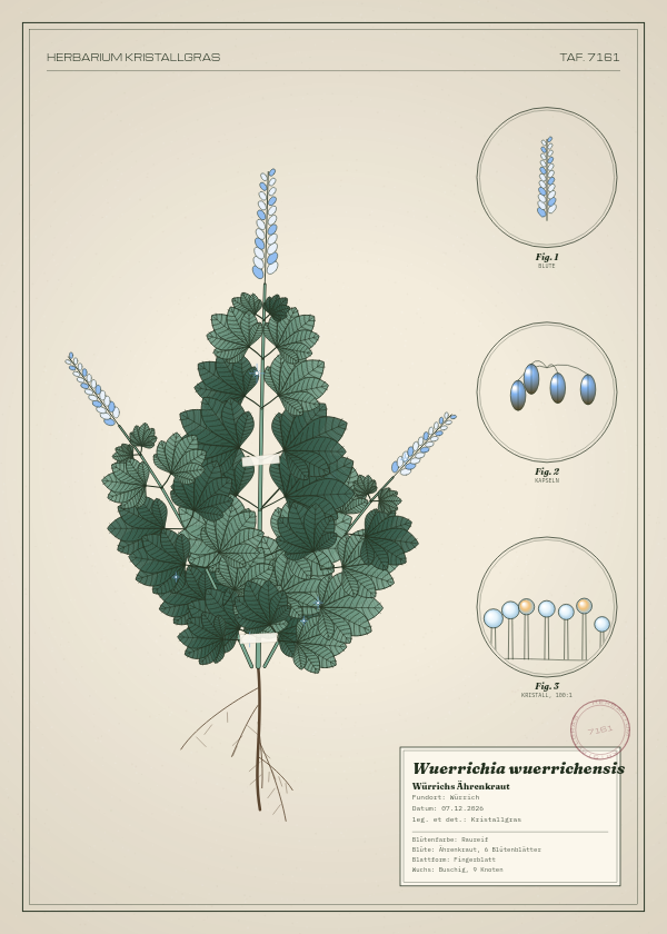 Botanische Tafel: Wuerrichia wuerrichensis, eine erfundene Pflanze aus Würrich, gezeichnet wie in einem alten Pflanzenatlas