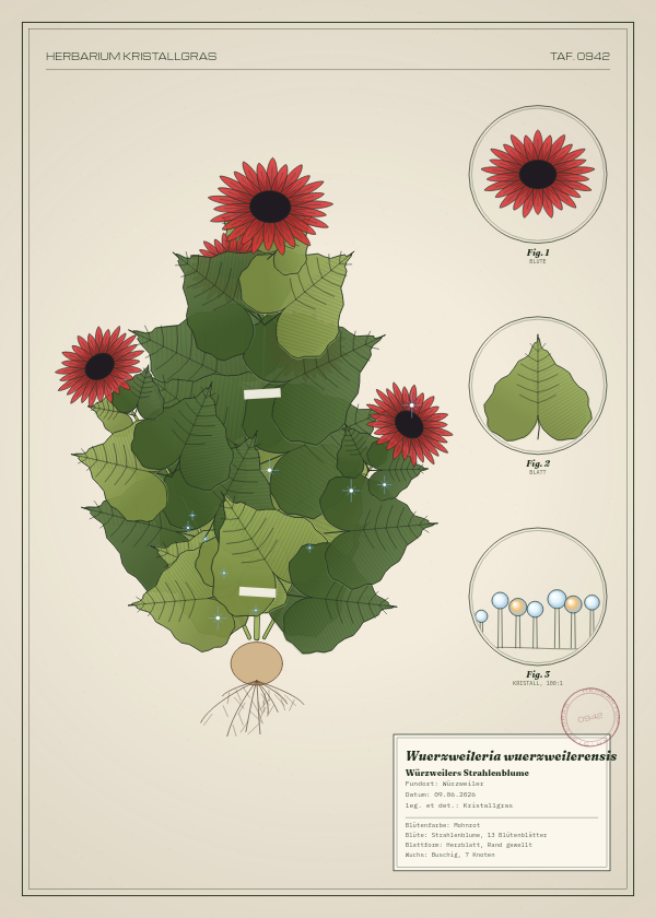 Botanische Tafel: Wuerzweileria wuerzweilerensis, eine erfundene Pflanze aus Würzweiler, gezeichnet wie in einem alten Pflanzenatlas