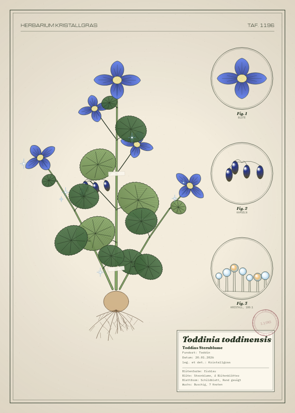 Botanische Tafel: Toddinia toddinensis, eine erfundene Pflanze aus Toddin, gezeichnet wie in einem alten Pflanzenatlas