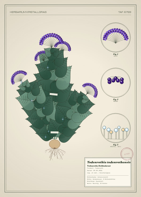 Botanische Tafel: Todenrothia todenrothensis, eine erfundene Pflanze aus Todenroth, gezeichnet wie in einem alten Pflanzenatlas