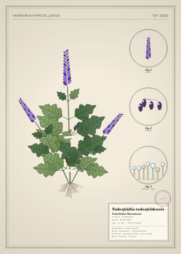 Botanische Tafel: Todesfeldia todesfeldensis, eine erfundene Pflanze aus Todesfelde, gezeichnet wie in einem alten Pflanzenatlas