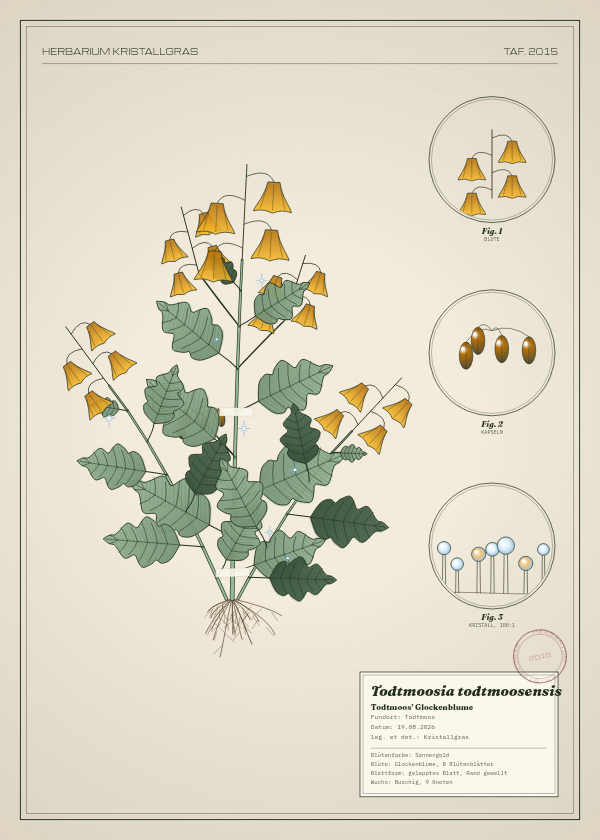 Botanische Tafel: Todtmoosia todtmoosensis, eine erfundene Pflanze aus Todtmoos, gezeichnet wie in einem alten Pflanzenatlas