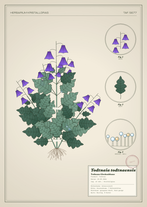 Botanische Tafel: Todtnaia todtnaensis, eine erfundene Pflanze aus Todtnau, gezeichnet wie in einem alten Pflanzenatlas
