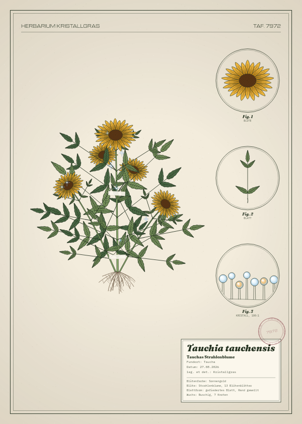 Botanische Tafel: Tauchia tauchensis, eine erfundene Pflanze aus Taucha, gezeichnet wie in einem alten Pflanzenatlas