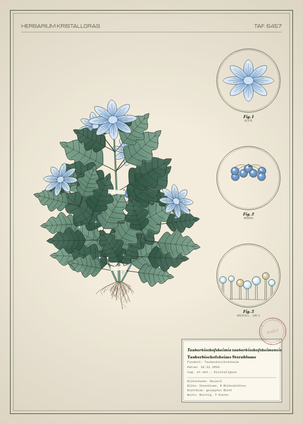 Botanische Tafel: Tauberbischofsheimia tauberbischofsheimensis, eine erfundene Pflanze aus Tauberbischofsheim, gezeichnet wie in einem alten Pflanzenatlas