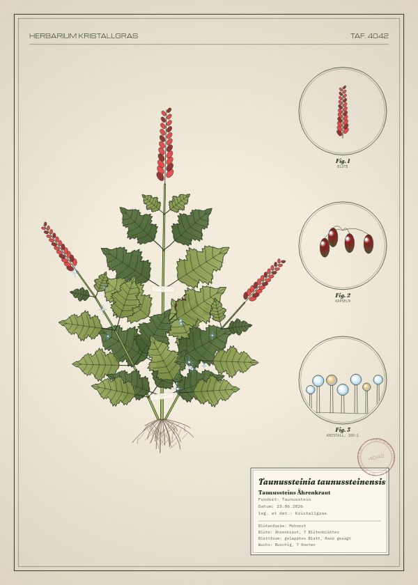 Botanische Tafel: Taunussteinia taunussteinensis, eine erfundene Pflanze aus Taunusstein, gezeichnet wie in einem alten Pflanzenatlas