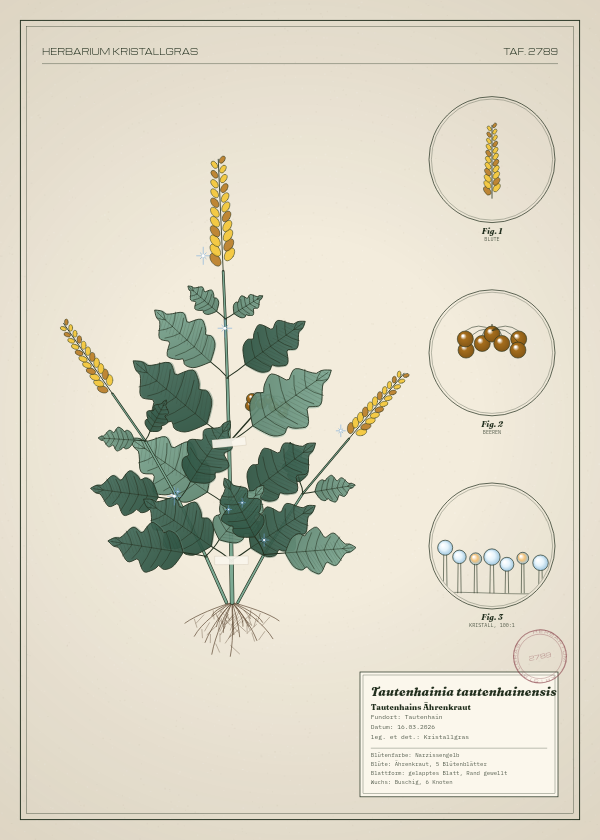 Botanische Tafel: Tautenhainia tautenhainensis, eine erfundene Pflanze aus Tautenhain, gezeichnet wie in einem alten Pflanzenatlas