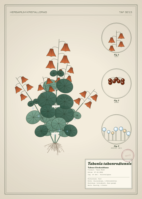 Botanische Tafel: Tabenia tabenrodtensis, eine erfundene Pflanze aus Taben-Rodt, gezeichnet wie in einem alten Pflanzenatlas
