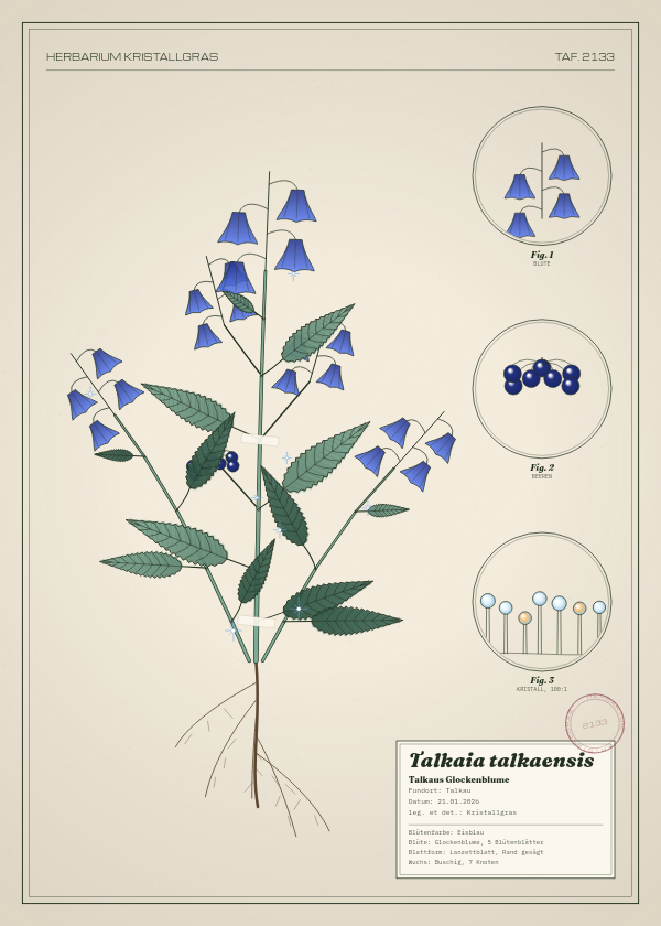 Botanische Tafel: Talkaia talkaensis, eine erfundene Pflanze aus Talkau, gezeichnet wie in einem alten Pflanzenatlas