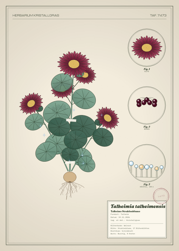 Botanische Tafel: Talheimia talheimensis, eine erfundene Pflanze aus Talheim, gezeichnet wie in einem alten Pflanzenatlas