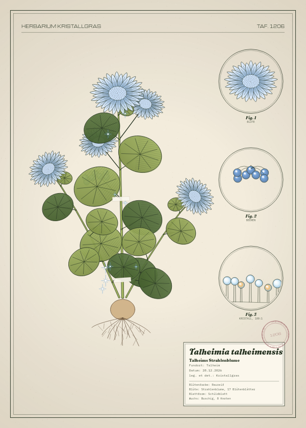 Botanische Tafel: Talheimia talheimensis, eine erfundene Pflanze aus Talheim, gezeichnet wie in einem alten Pflanzenatlas
