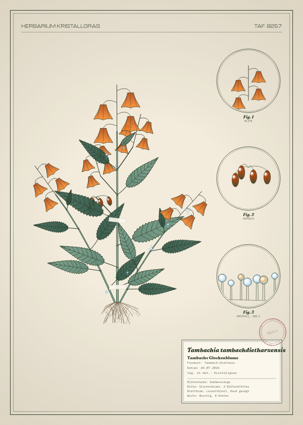 Botanische Tafel: Tambachia tambachdietharzensis, eine erfundene Pflanze aus Tambach-Dietharz, gezeichnet wie in einem alten Pflanzenatlas