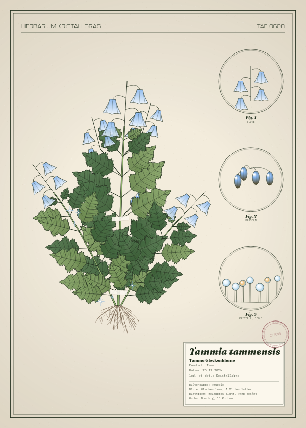 Botanische Tafel: Tammia tammensis, eine erfundene Pflanze aus Tamm, gezeichnet wie in einem alten Pflanzenatlas