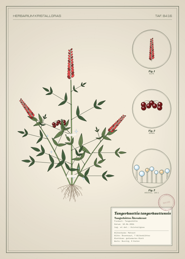 Botanische Tafel: Tangerhuettia tangerhuettensis, eine erfundene Pflanze aus Tangerhütte, gezeichnet wie in einem alten Pflanzenatlas
