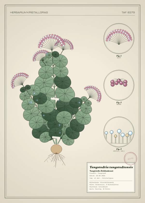 Botanische Tafel: Tangstedtia tangstedtensis, eine erfundene Pflanze aus Tangstedt, gezeichnet wie in einem alten Pflanzenatlas