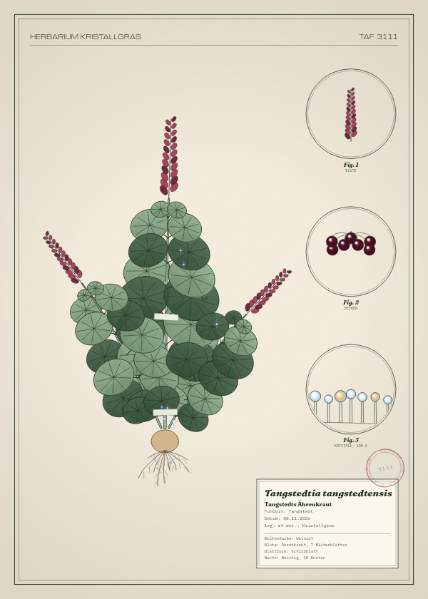 Botanische Tafel: Tangstedtia tangstedtensis, eine erfundene Pflanze aus Tangstedt, gezeichnet wie in einem alten Pflanzenatlas