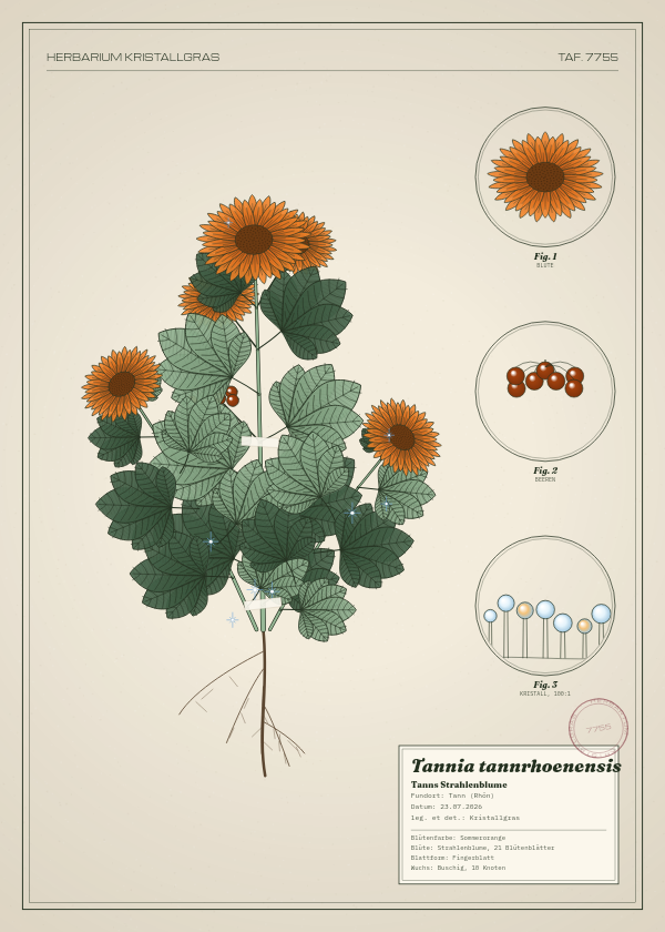 Botanische Tafel: Tannia tannrhoenensis, eine erfundene Pflanze aus Tann (Rhön), gezeichnet wie in einem alten Pflanzenatlas