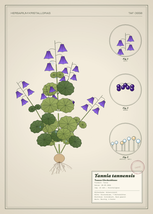 Botanische Tafel: Tannia tannensis, eine erfundene Pflanze aus Tanna, gezeichnet wie in einem alten Pflanzenatlas
