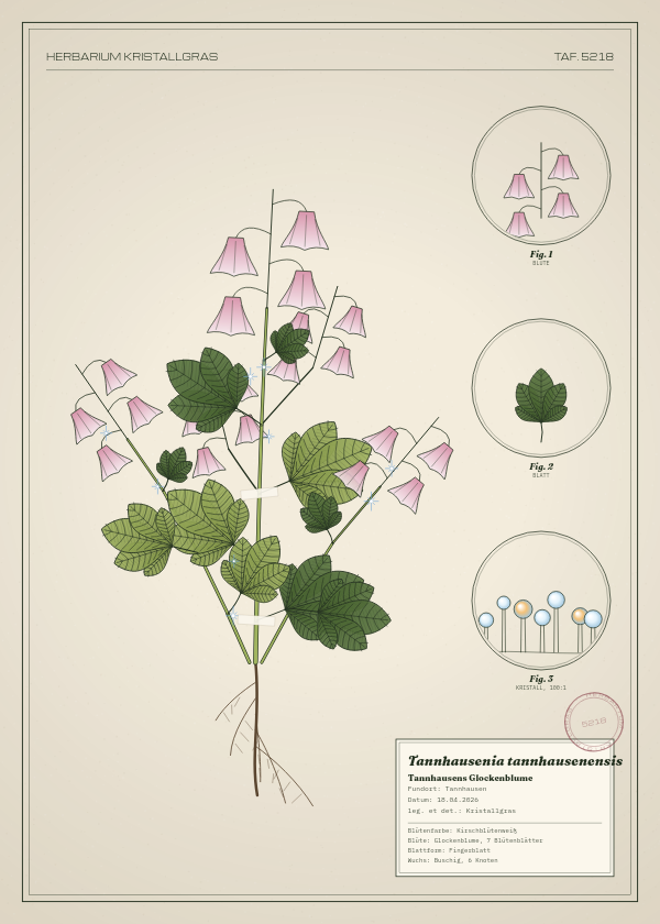 Botanische Tafel: Tannhausenia tannhausenensis, eine erfundene Pflanze aus Tannhausen, gezeichnet wie in einem alten Pflanzenatlas
