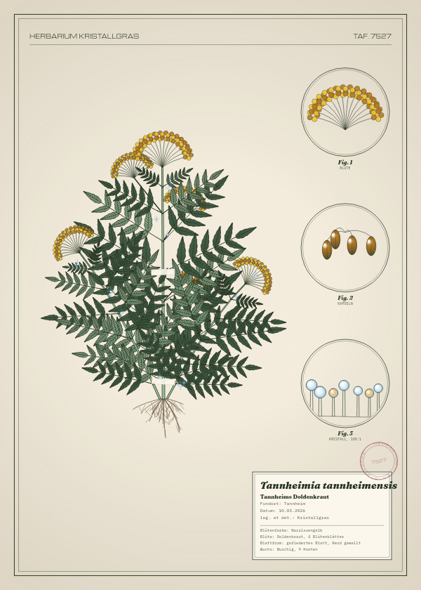 Botanische Tafel: Tannheimia tannheimensis, eine erfundene Pflanze aus Tannheim, gezeichnet wie in einem alten Pflanzenatlas