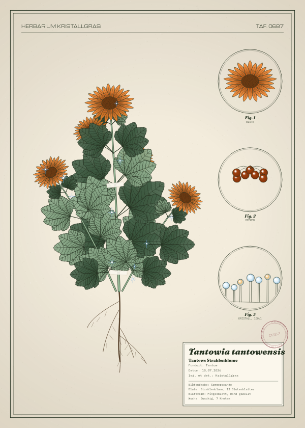 Botanische Tafel: Tantowia tantowensis, eine erfundene Pflanze aus Tantow, gezeichnet wie in einem alten Pflanzenatlas