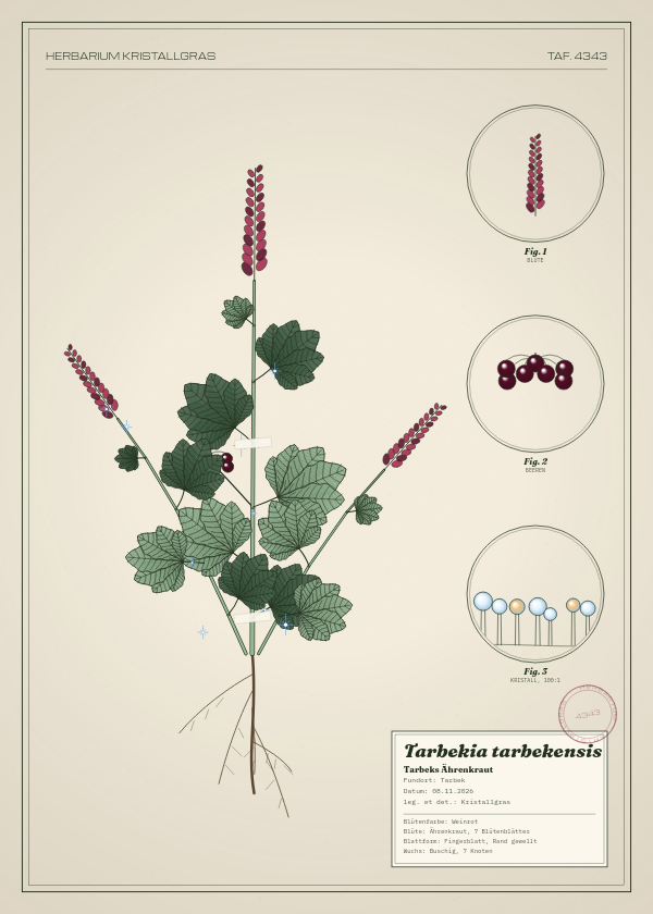 Botanische Tafel: Tarbekia tarbekensis, eine erfundene Pflanze aus Tarbek, gezeichnet wie in einem alten Pflanzenatlas