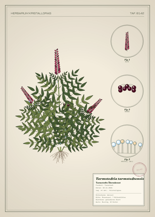 Botanische Tafel: Tarmstedtia tarmstedtensis, eine erfundene Pflanze aus Tarmstedt, gezeichnet wie in einem alten Pflanzenatlas