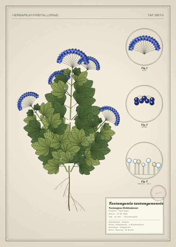 Botanische Tafel: Tastungenia tastungenensis, eine erfundene Pflanze aus Tastungen, gezeichnet wie in einem alten Pflanzenatlas