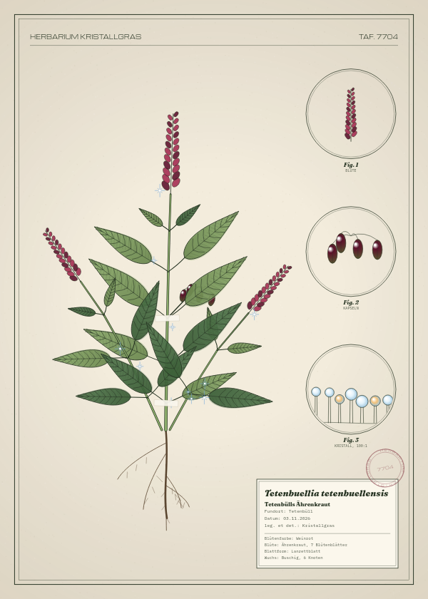 Botanische Tafel: Tetenbuellia tetenbuellensis, eine erfundene Pflanze aus Tetenbüll, gezeichnet wie in einem alten Pflanzenatlas
