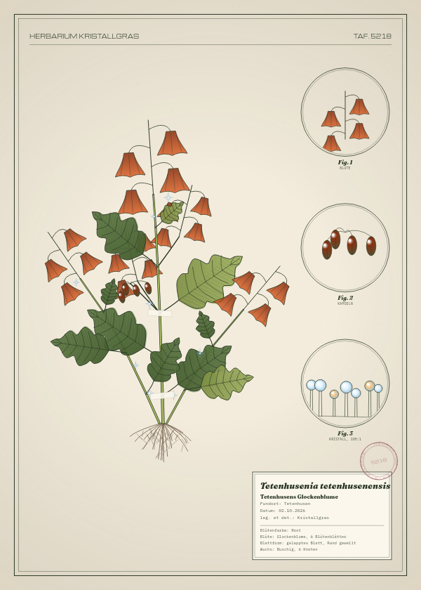 Botanische Tafel: Tetenhusenia tetenhusenensis, eine erfundene Pflanze aus Tetenhusen, gezeichnet wie in einem alten Pflanzenatlas