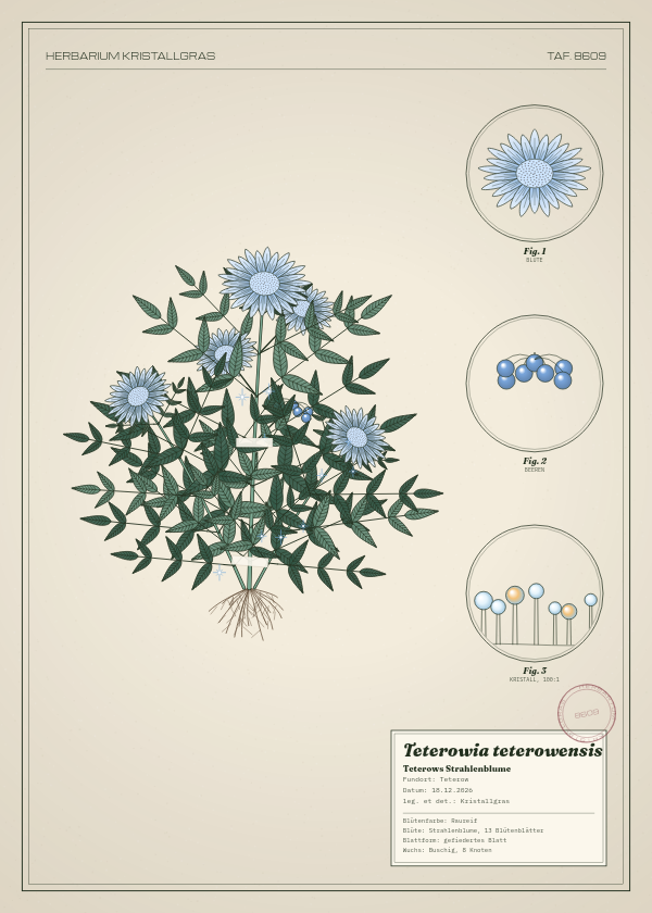 Botanische Tafel: Teterowia teterowensis, eine erfundene Pflanze aus Teterow, gezeichnet wie in einem alten Pflanzenatlas