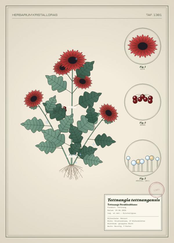 Botanische Tafel: Tettnangia tettnangensis, eine erfundene Pflanze aus Tettnang, gezeichnet wie in einem alten Pflanzenatlas