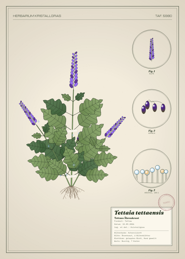 Botanische Tafel: Tettaia tettaensis, eine erfundene Pflanze aus Tettau, gezeichnet wie in einem alten Pflanzenatlas