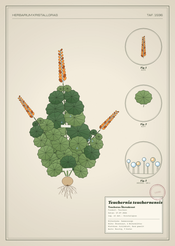Botanische Tafel: Teuchernia teuchernensis, eine erfundene Pflanze aus Teuchern, gezeichnet wie in einem alten Pflanzenatlas
