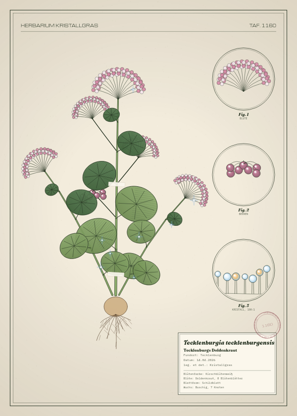 Botanische Tafel: Tecklenburgia tecklenburgensis, eine erfundene Pflanze aus Tecklenburg, gezeichnet wie in einem alten Pflanzenatlas