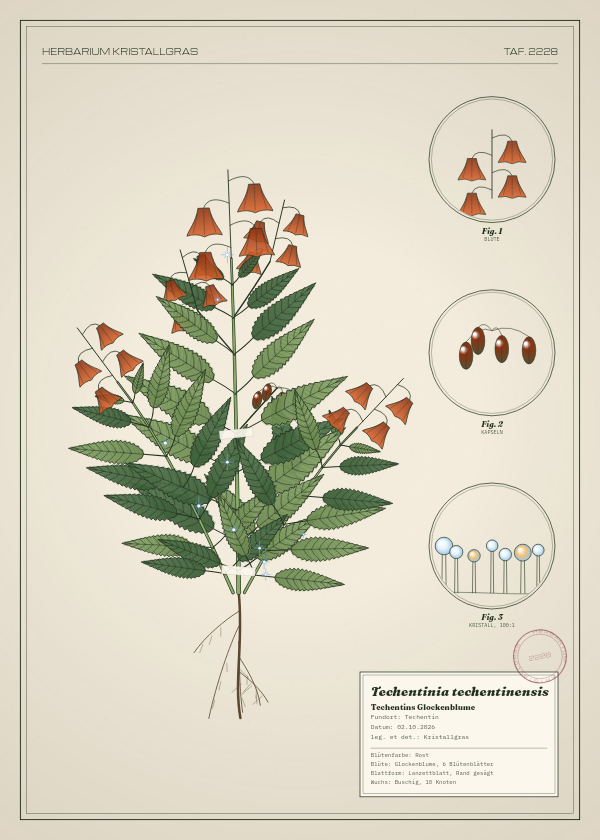 Botanische Tafel: Techentinia techentinensis, eine erfundene Pflanze aus Techentin, gezeichnet wie in einem alten Pflanzenatlas