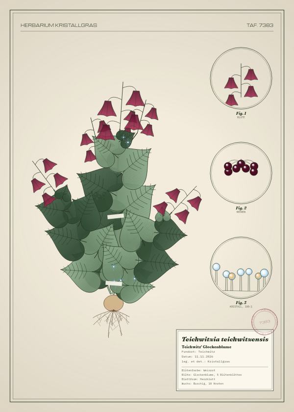 Botanische Tafel: Teichwitzia teichwitzensis, eine erfundene Pflanze aus Teichwitz, gezeichnet wie in einem alten Pflanzenatlas