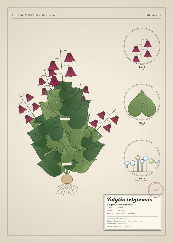 Botanische Tafel: Telgtia telgtensis, eine erfundene Pflanze aus Telgte, gezeichnet wie in einem alten Pflanzenatlas
