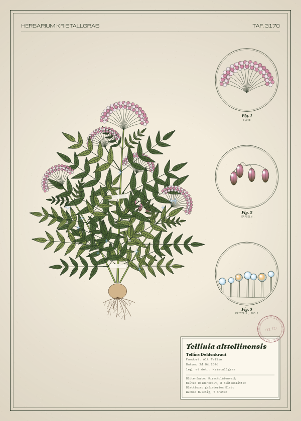 Botanische Tafel: Tellinia alttellinensis, eine erfundene Pflanze aus Alt Tellin, gezeichnet wie in einem alten Pflanzenatlas