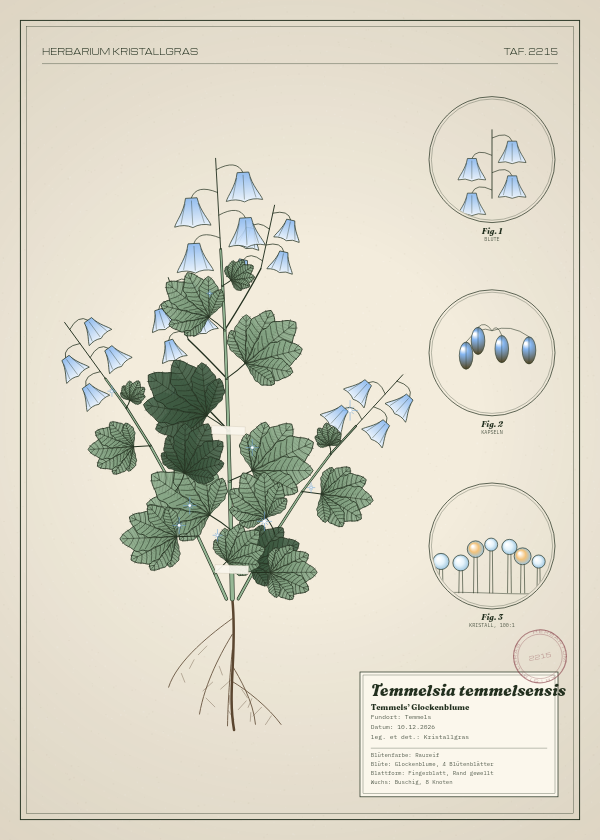 Botanische Tafel: Temmelsia temmelsensis, eine erfundene Pflanze aus Temmels, gezeichnet wie in einem alten Pflanzenatlas