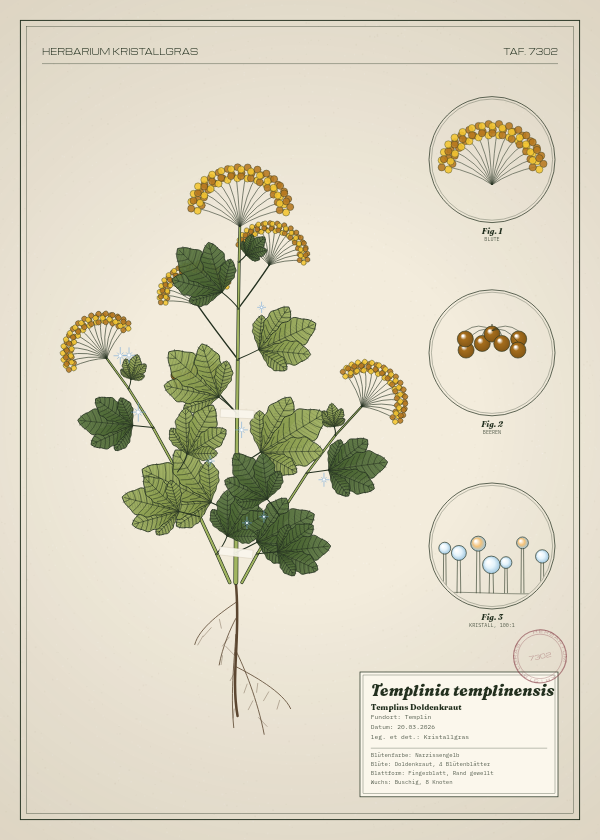Botanische Tafel: Templinia templinensis, eine erfundene Pflanze aus Templin, gezeichnet wie in einem alten Pflanzenatlas