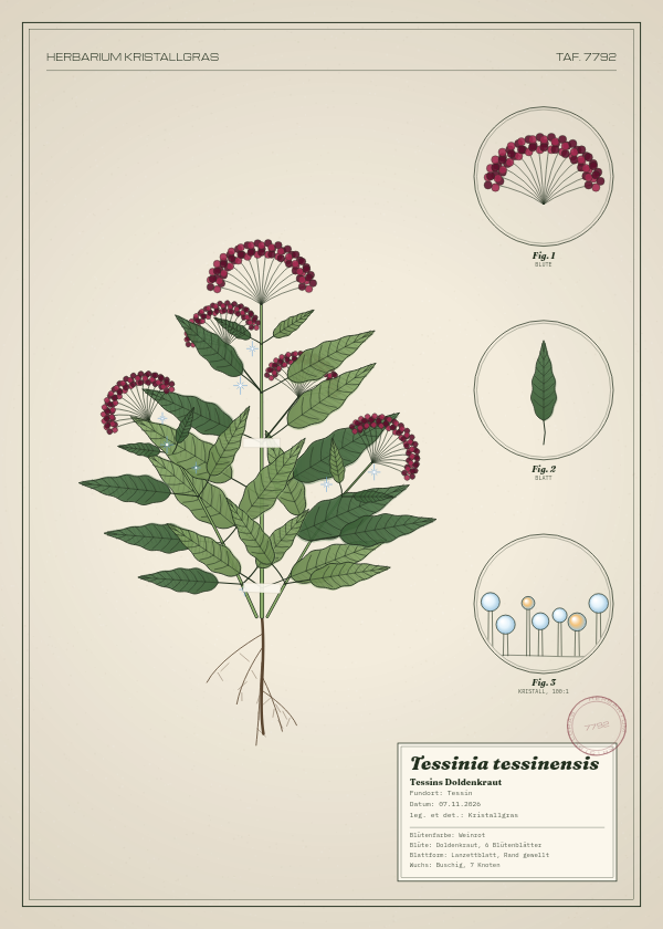 Botanische Tafel: Tessinia tessinensis, eine erfundene Pflanze aus Tessin, gezeichnet wie in einem alten Pflanzenatlas